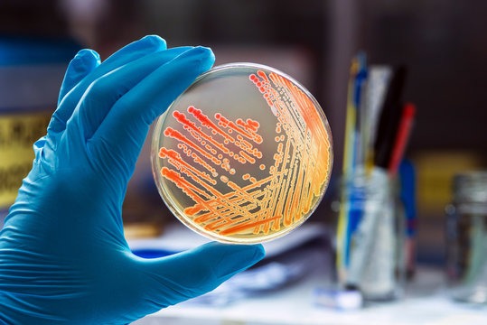 Microbiology Techniques